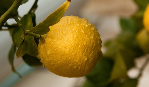 Zitrusöle &amp; Furocumarine